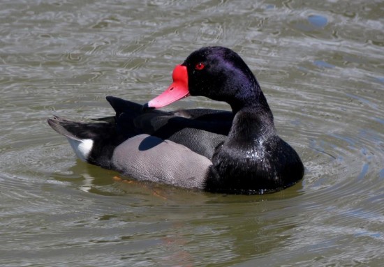 Pato picazo/Rosy-billed Pochard