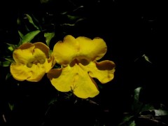 Uña de gato/Cat claw vine