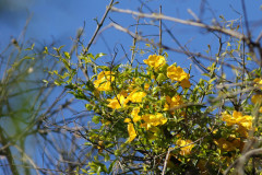 Uña de gato/Cat claw vine