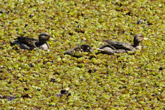Pato barcino/Yellow-billed Teal