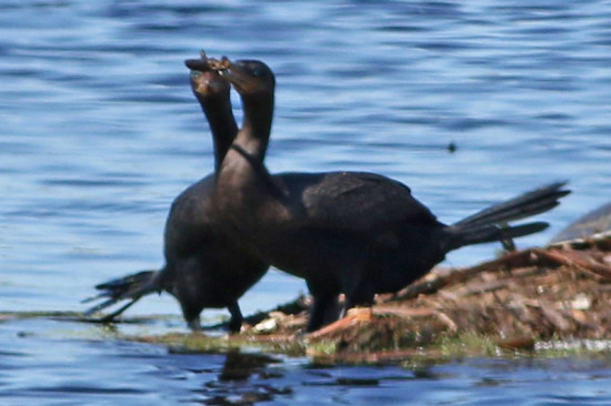 Biguá/Neotropic Cormorant