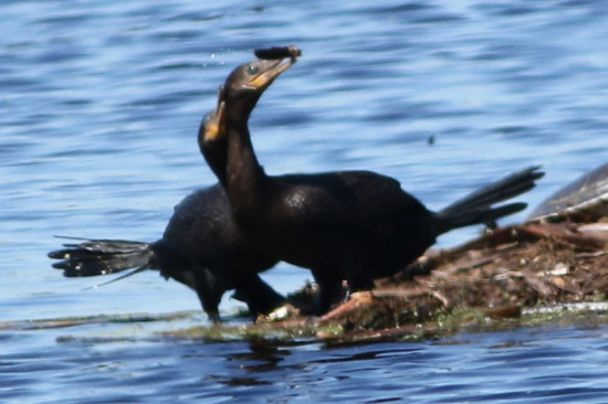 Biguá/Neotropic Cormorant