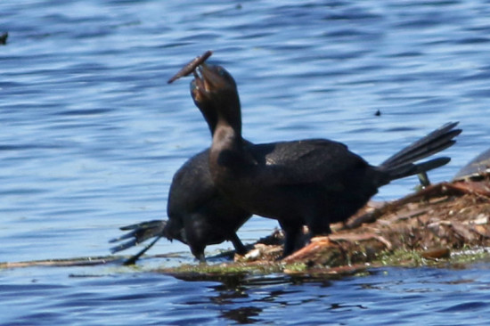 Biguá/Neotropic Cormorant