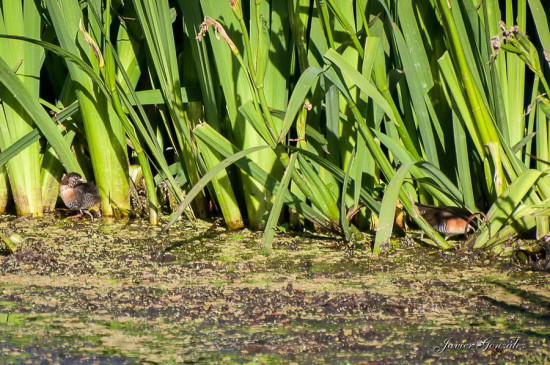 Burrito común/Rufous-sided Crake