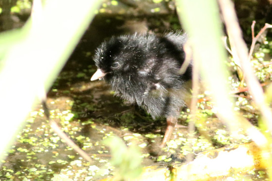 Burrito común/Rufous-sided Crake