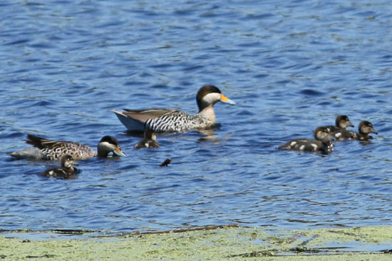 Pato capuchino/Silver Teal