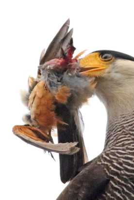 Carancho/Southern Caracara
