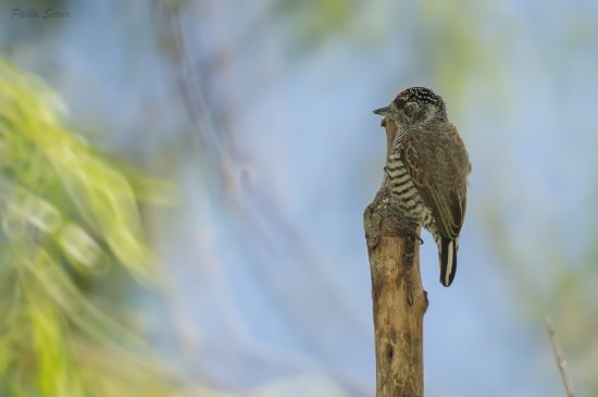 Carpinterito común/White-barred Piculet