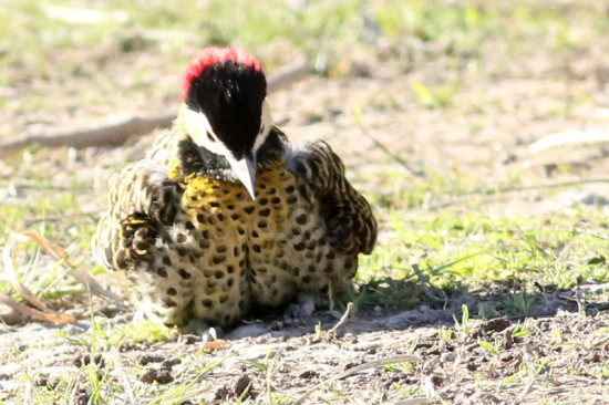 Carpintero real/Green-barred Woodpecker