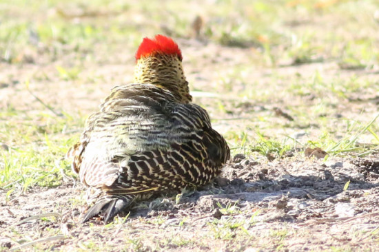 Carpintero real/Green-barred Woodpecker