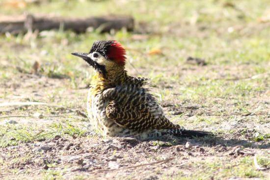 Carpintero real/Green-barred Woodpecker