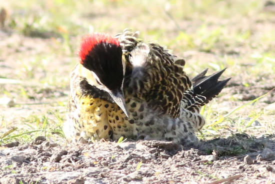 Carpintero real/Green-barred Woodpecker