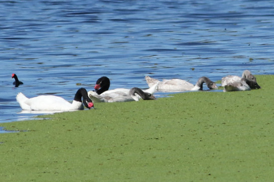 Cisne cuello negro/Black-necked Swan