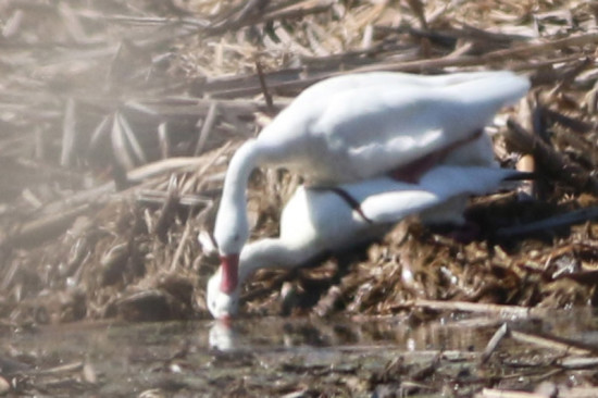 Coscoroba/Coscoroba Swan