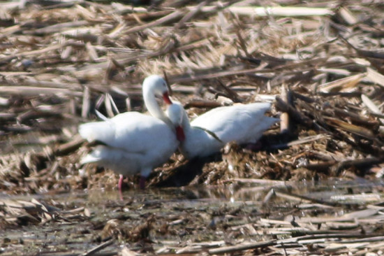 Coscoroba/Coscoroba Swan