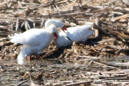 Coscoroba/Coscoroba Swan