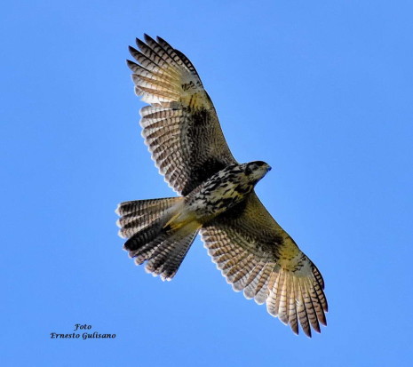 Gavilán mixto/Harris's Hawk