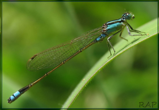 ischnura fluviatilis