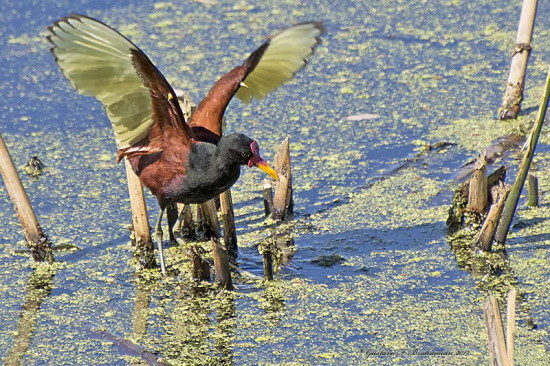Jacana/Wattled Jacana