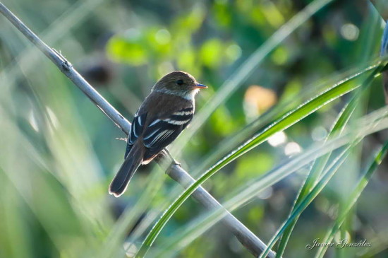 Mosqueta común/Bran-coloured Flycatcher