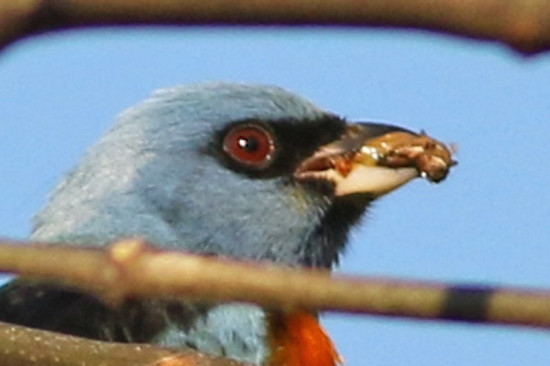 Naranjero/Blue-and-yellow Tanager