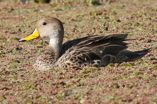 Pato maicero/Yellow-billed Pintail