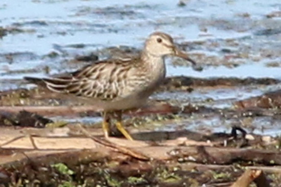 Platyerito pectoral/Pectoral Sandpiper