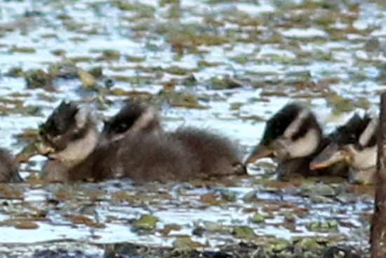Sirirí colorado/Fulvous Whistling-Duck