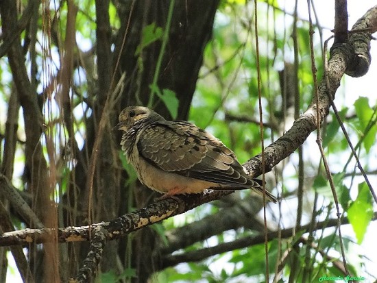 Torcaza común/Eared Dove