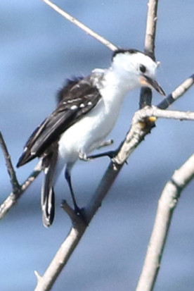 Viudita blanca/Black-backed Water-Tryant