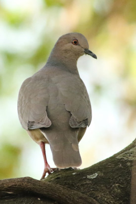 Yerutí común/White-tipped Dove