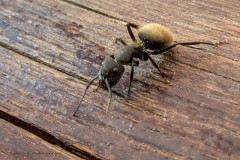 Hormiga carpintera/Carpenter ant