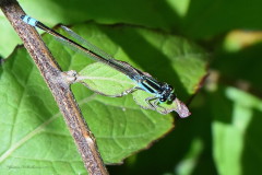 Caballito del diable/Damselfly