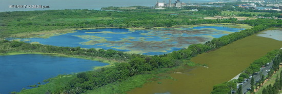 Patos y Coipos/Duck and Coypu Ponds