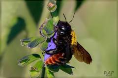 Abeja carpintera/Carpenter bee