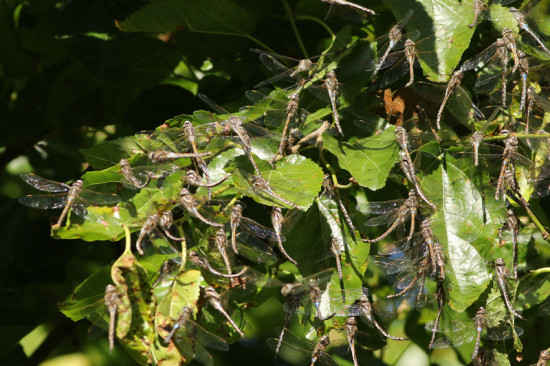 Libélulas/Dragonflies