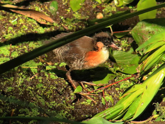 Burrtio común/Rufous-sided Crake