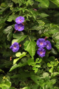 Campanilla violeta/Ocean blue morning glory