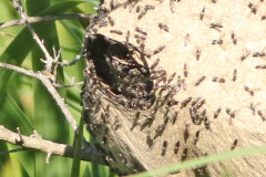 Camuatí/Camuati wasp nest