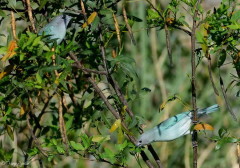 Celestino/Sayaca Tanager