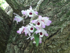 Dendrobium nobile