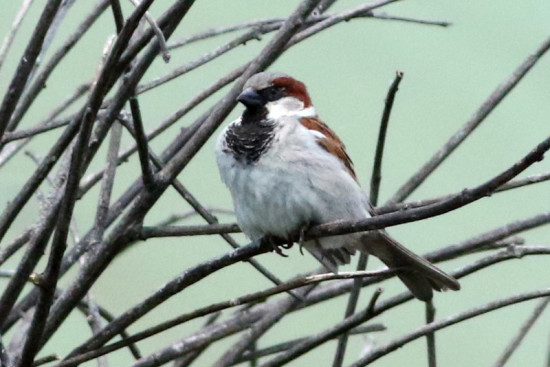 Goorión/House Sparrow