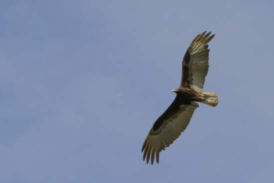 Jote cabeza amarilla/Lesser Yellow-headed Vulture