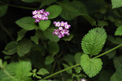 Lantana megapotamica