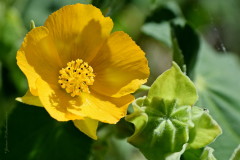 Abutilon/Hairy Indian mallow