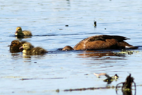 Picazo-cabeza negra/Pochard-Black-headed Duck