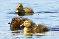 Picazo-cabeza negra/Pochard-Black-headed Duck