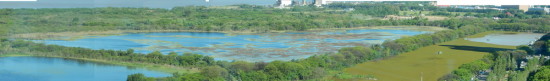 Patos y Coipos/Duck and Coypu Ponds