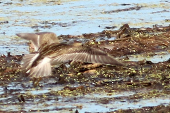 Playerito pectoral/Pectoral Sandpiper