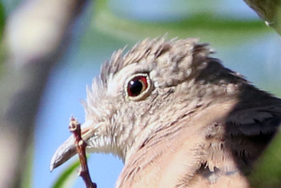 Torcacita colorada/Ruddy Ground-Dove